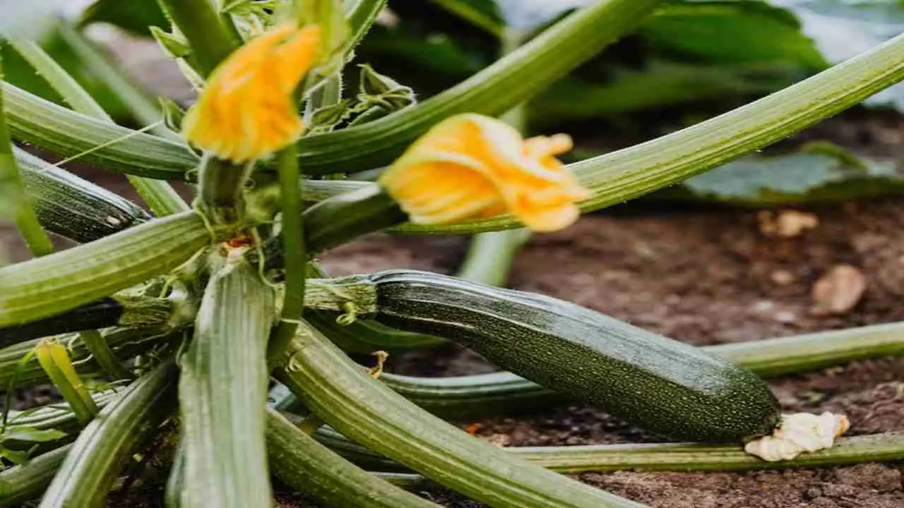 Stai rovinando le tue zucchine innaffiandole troppo o troppo poco: ecco la regola esatta