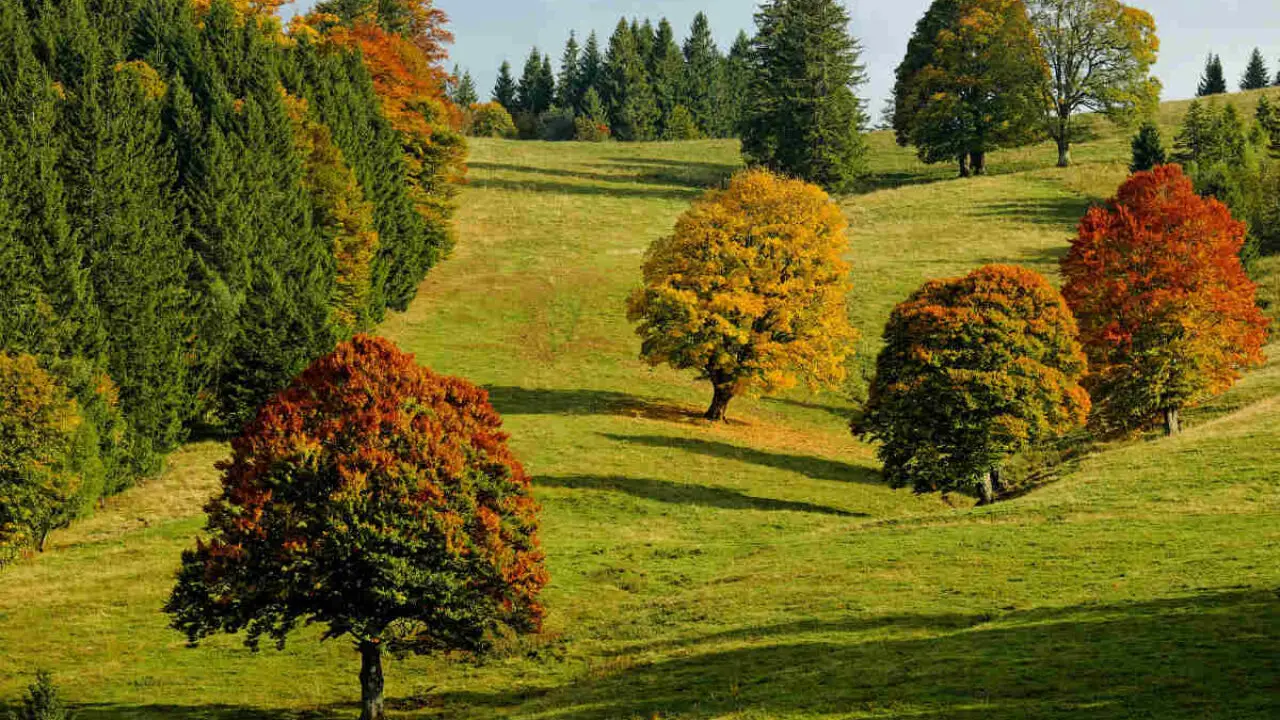 Piante che volano: ecco come la natura ha creato semi incredibili che sfruttano il vento