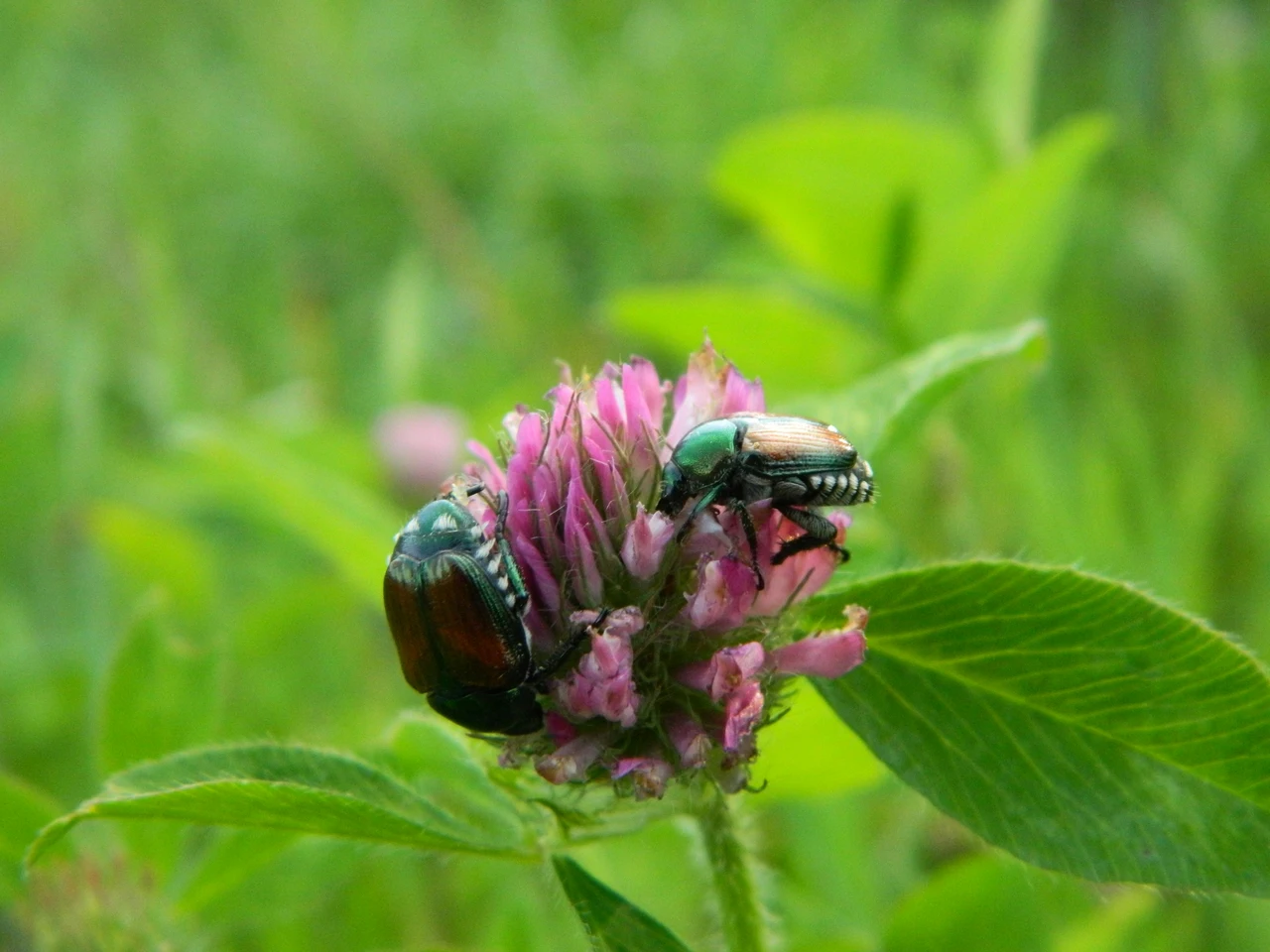 Allarme Popillia Japonica: ecco l’unico rimedio naturale che funziona davvero contro questo parassita