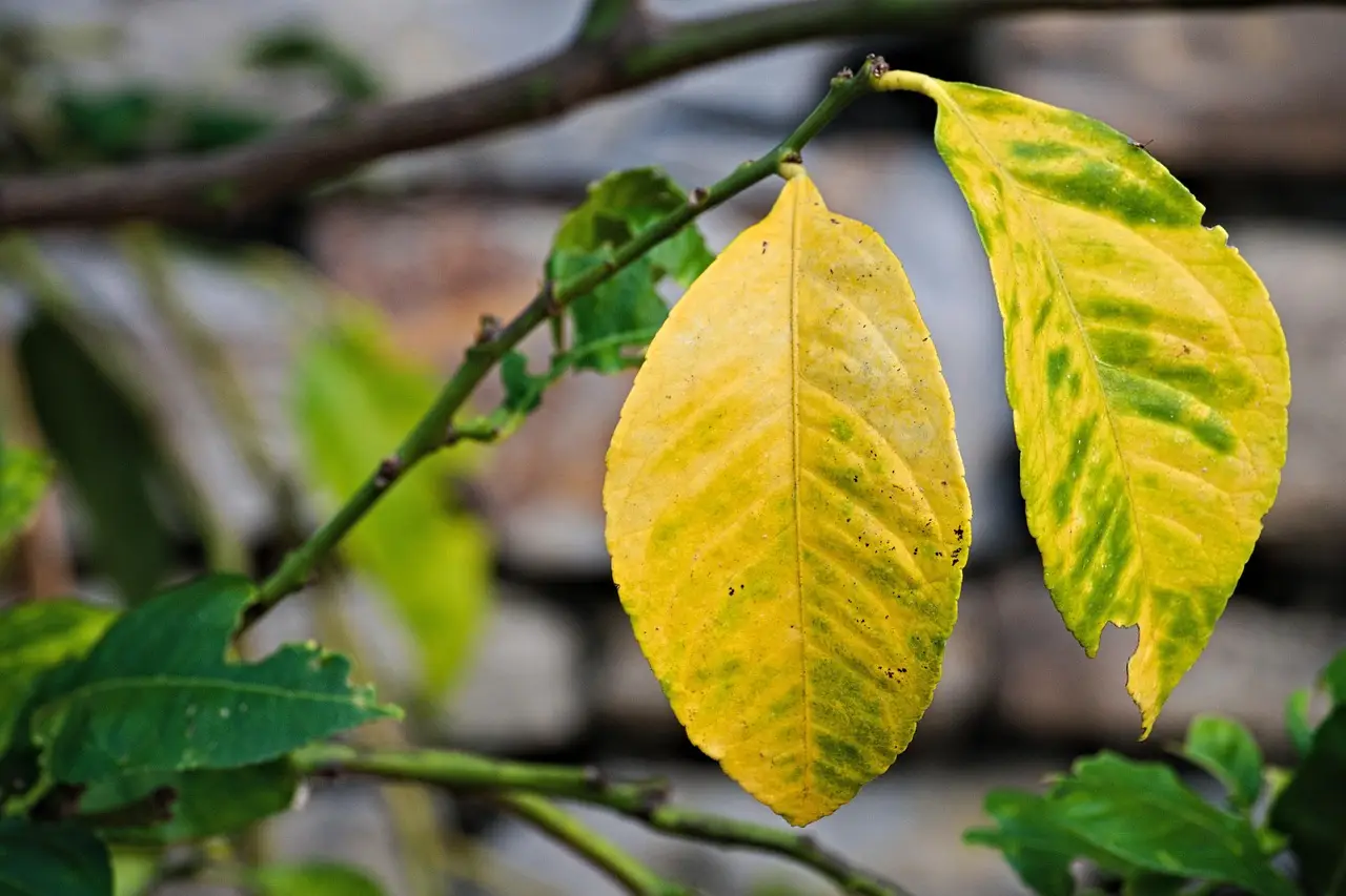 Le foglie della tua pianta sono così? Ecco cosa significa e quale malattia ha