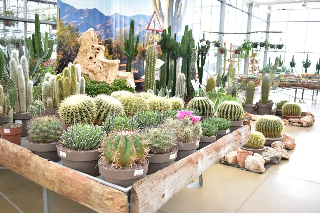 Volete un cactus per arredare casa? Ecco quanto costa davvero una pianta di media grandezza