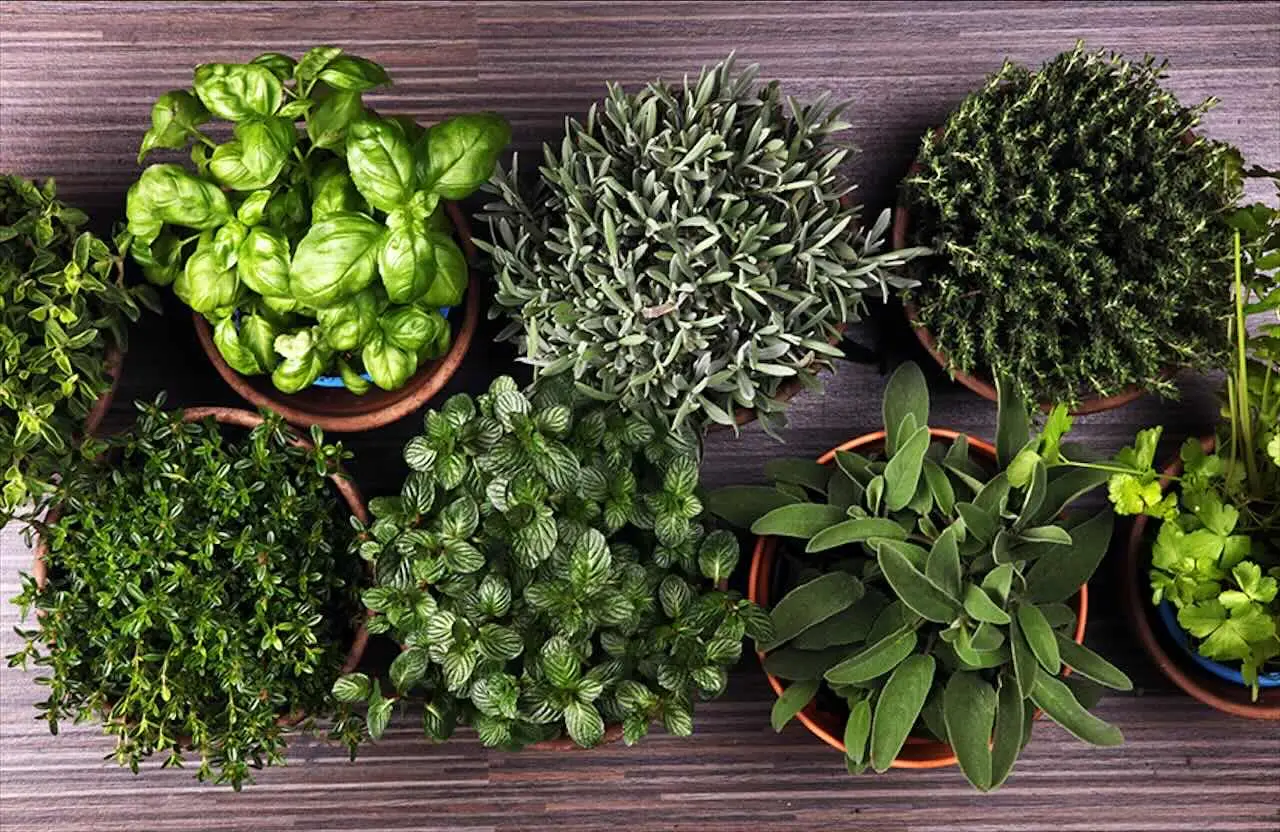 La pianta aromatica più antica del mondo è questa e probabilmente la usi ogni giorno