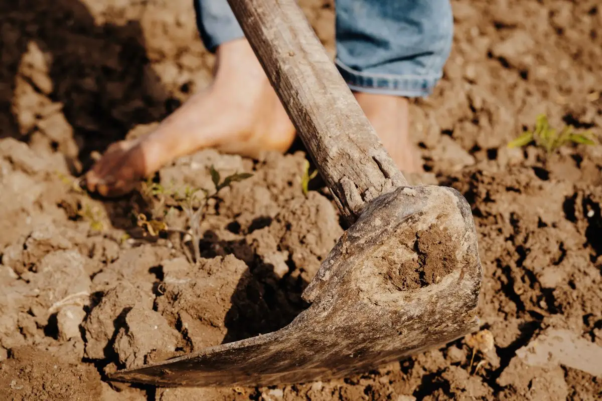Non usare la vanga per rivoltare la terra: ecco l’attrezzo che ti dimezza la fatica