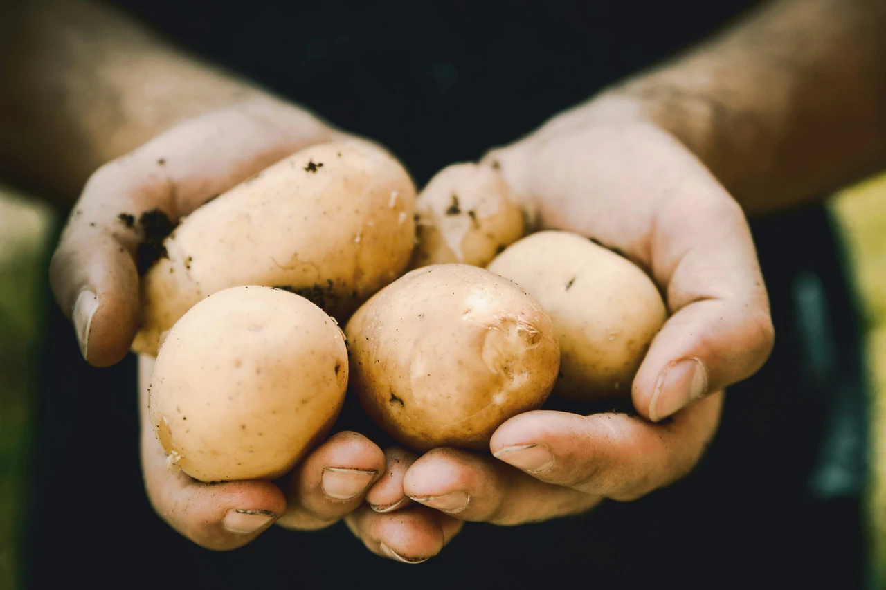 Hai raccolto le patate? Non lasciare il campo vuoto: pianta subito questi ortaggi